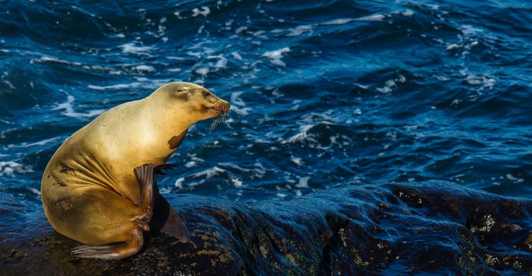 Sea lions playing on rocks in the water