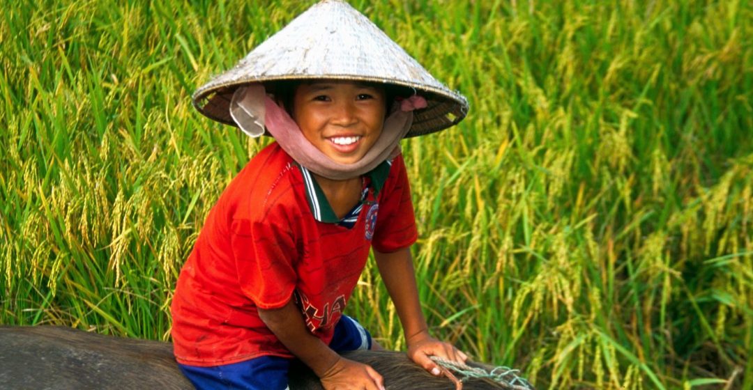 Vietnamese boy riding water buffalo in a rice field in the Mekong River Delta, Vietnam