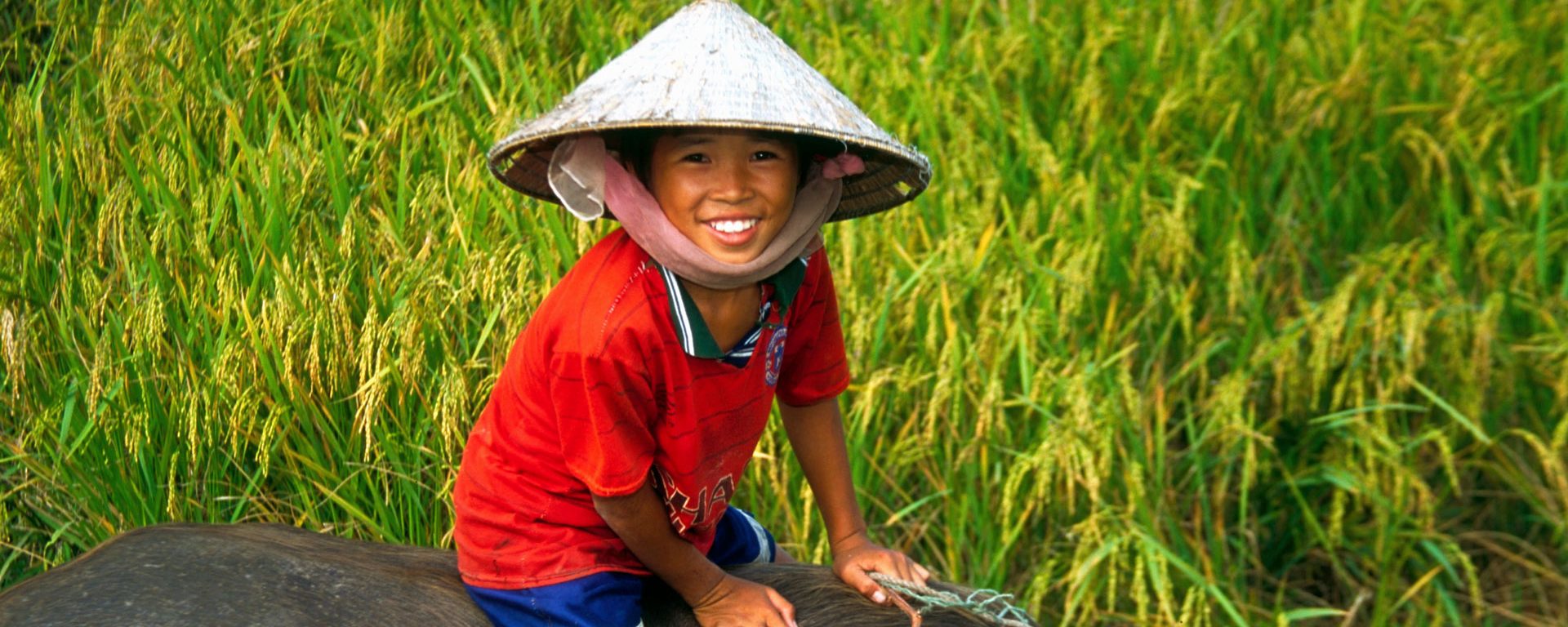 Vietnamese boy riding water buffalo in a rice field in the Mekong River Delta, Vietnam