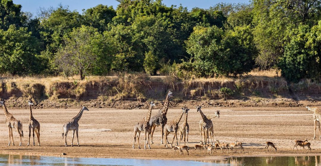 Thornicroft giraffes and impalas beside the Luangwa River, Zambia