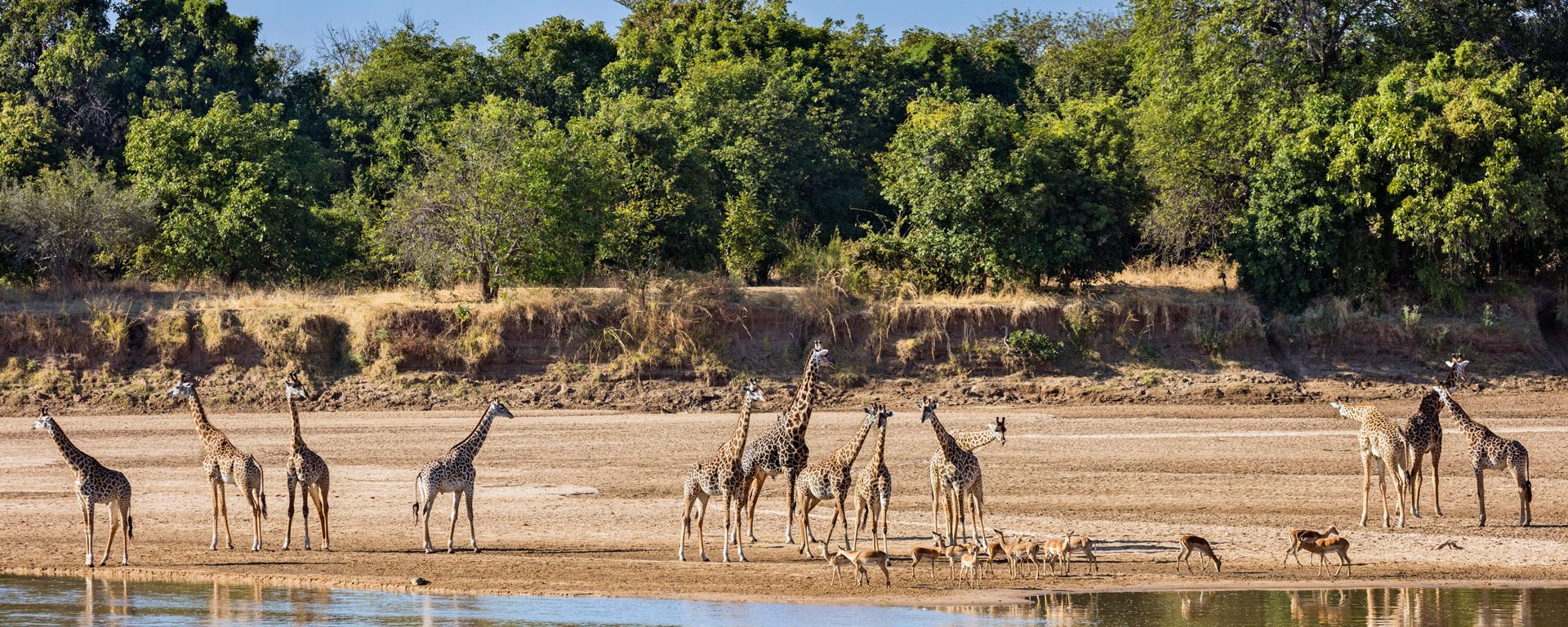 Thornicroft giraffes and impalas beside the Luangwa River, Zambia