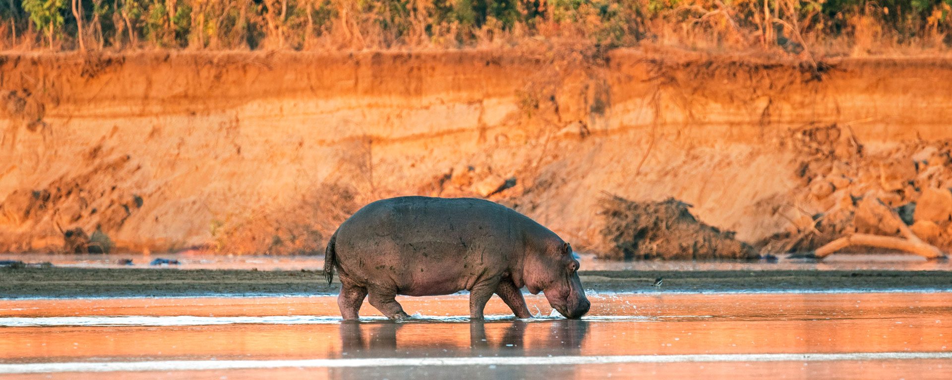 A hippo in the shallow waters of the Luangwa River at sunrise, Zambia