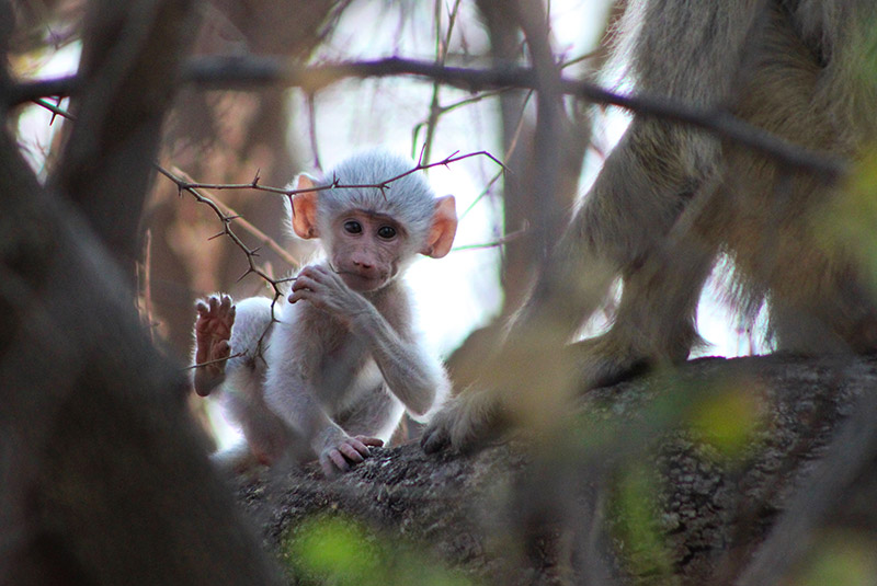 Baby baboon in tree, South Luangwa, Zambia.