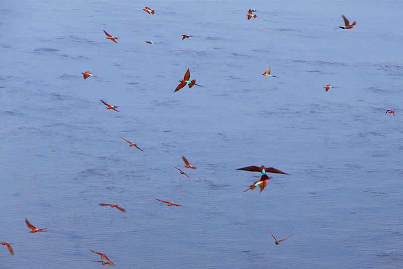 Carmine bee-eaters in flight, Zambia.