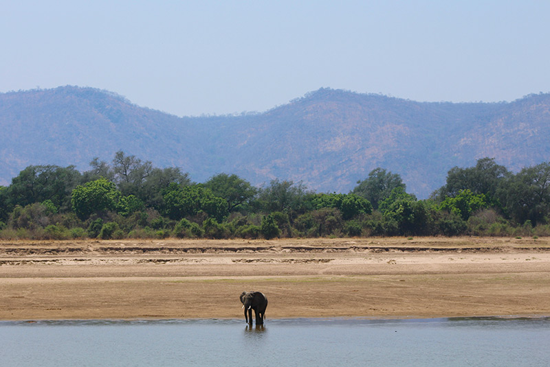 An elephant at the edge of a river in South Luangwa, Zambia.