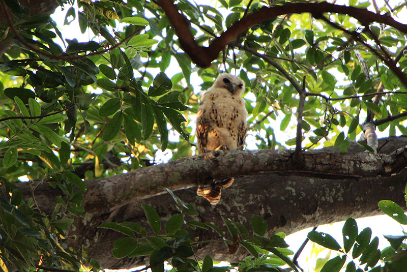 A Pel's fishing owl spotted during a Zambia walking safari.