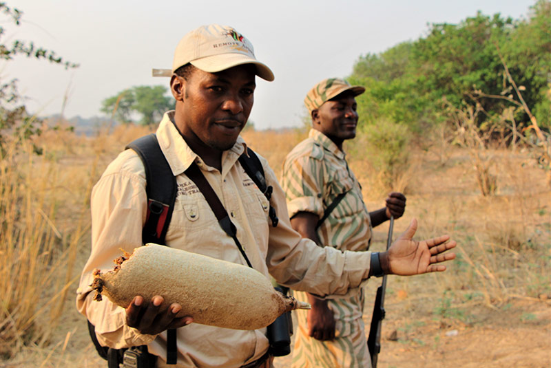 Guides share information during walking safari in Zambia.