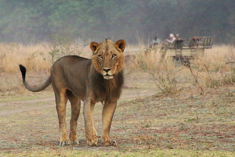 Young male lion spotted during game drive in Zambia.