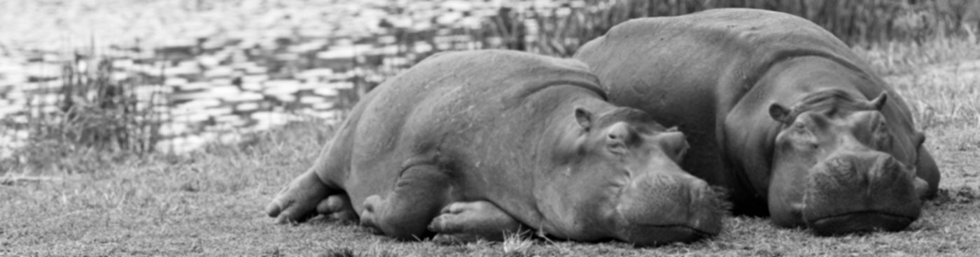 Hippopotamus laying on the shore, Queen Elizabeth National Park, Uganda