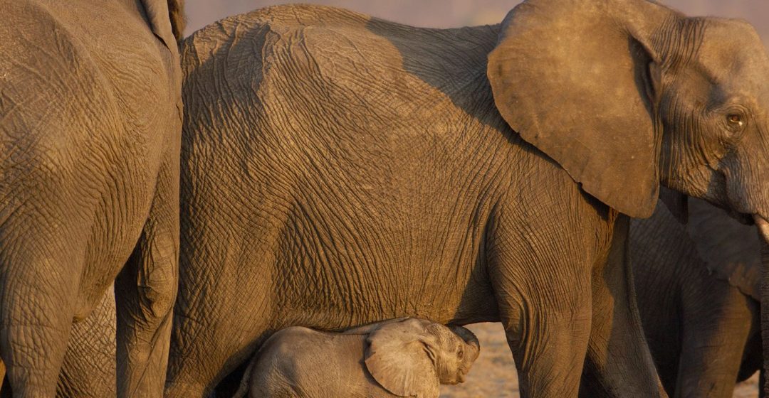 Elephant herd in Hwange National Park, Zimbabwe