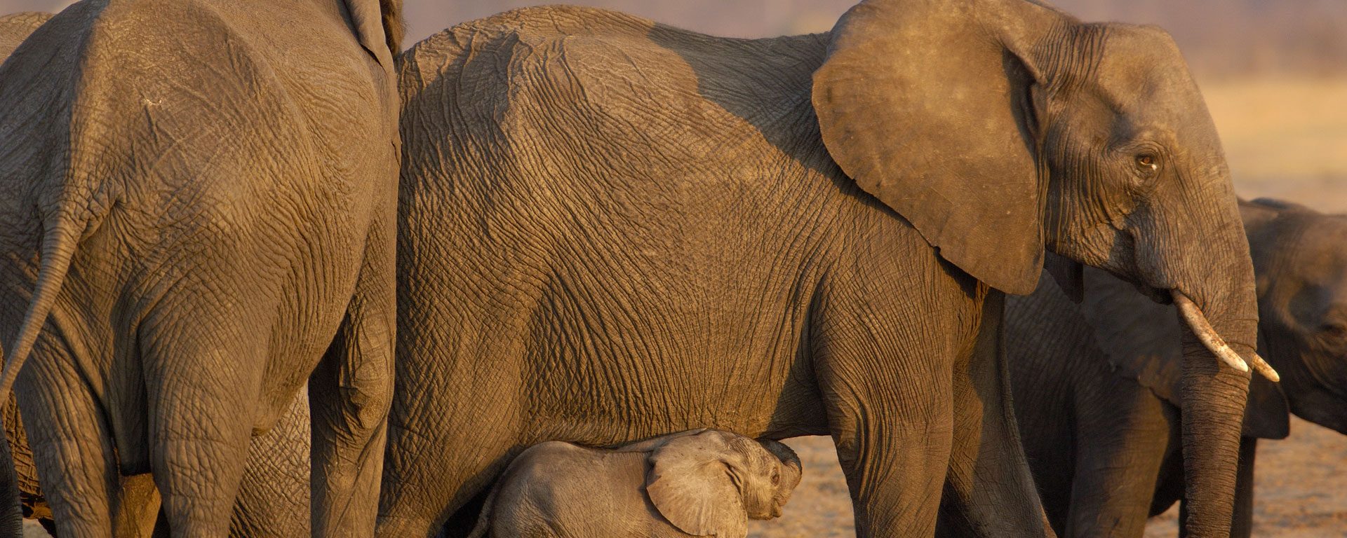 Elephant herd in Hwange National Park, Zimbabwe