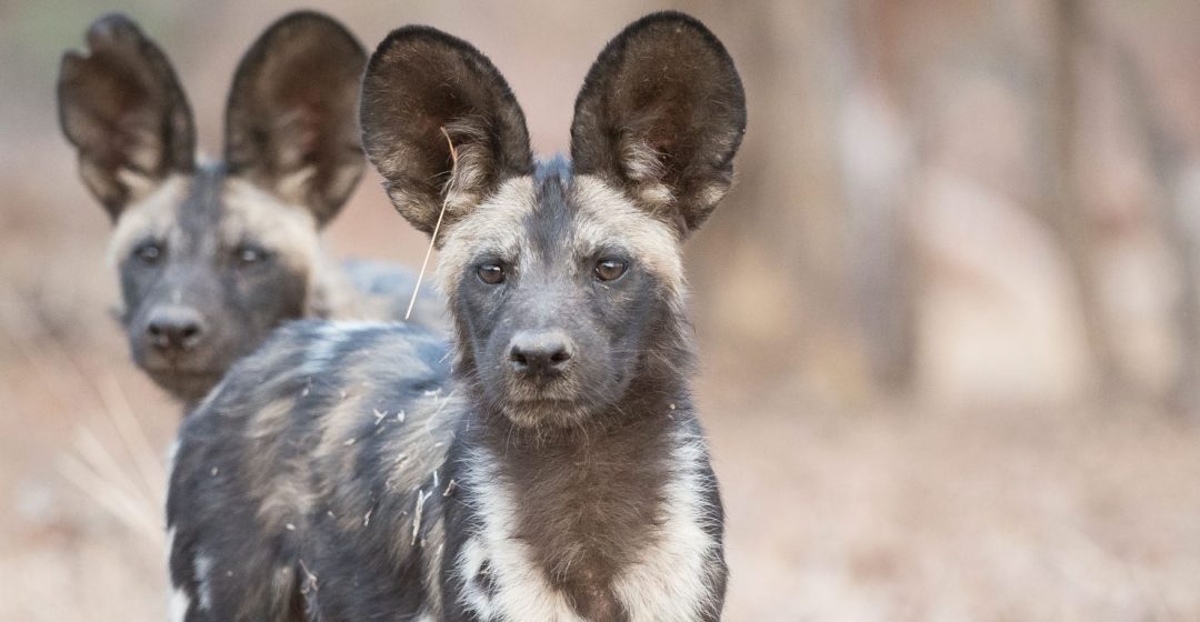 Wild dogs in Mana Pools National Park, Zimbabwe