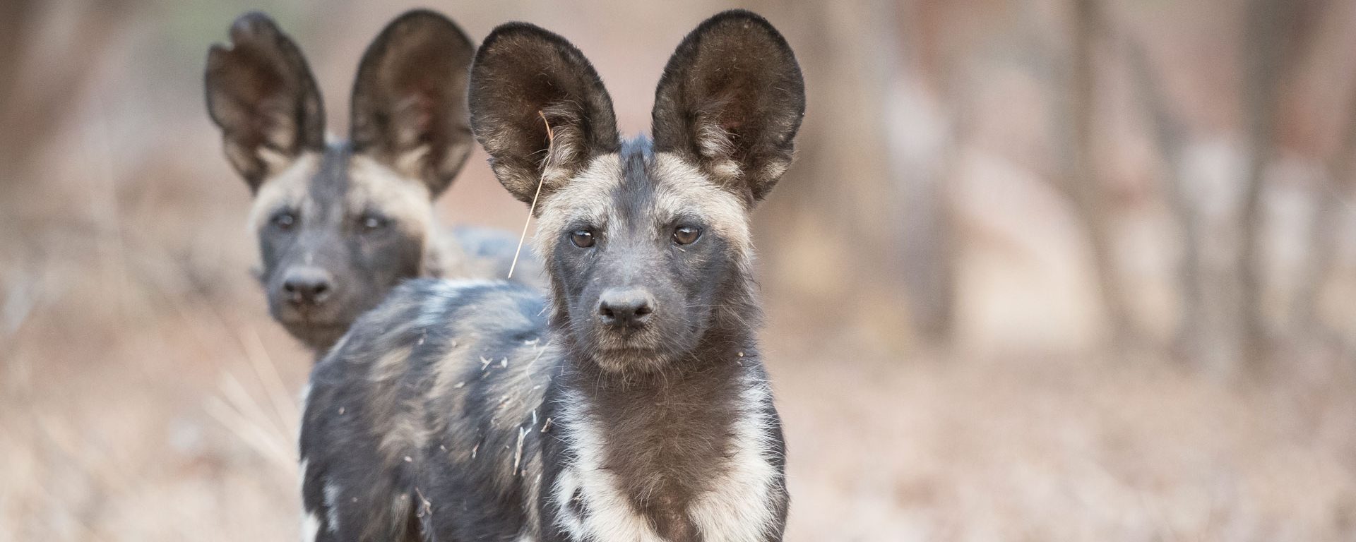 Wild dogs in Mana Pools National Park, Zimbabwe