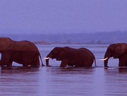 Herd of elephants cross the Zambezi River in line, Zimbabwe